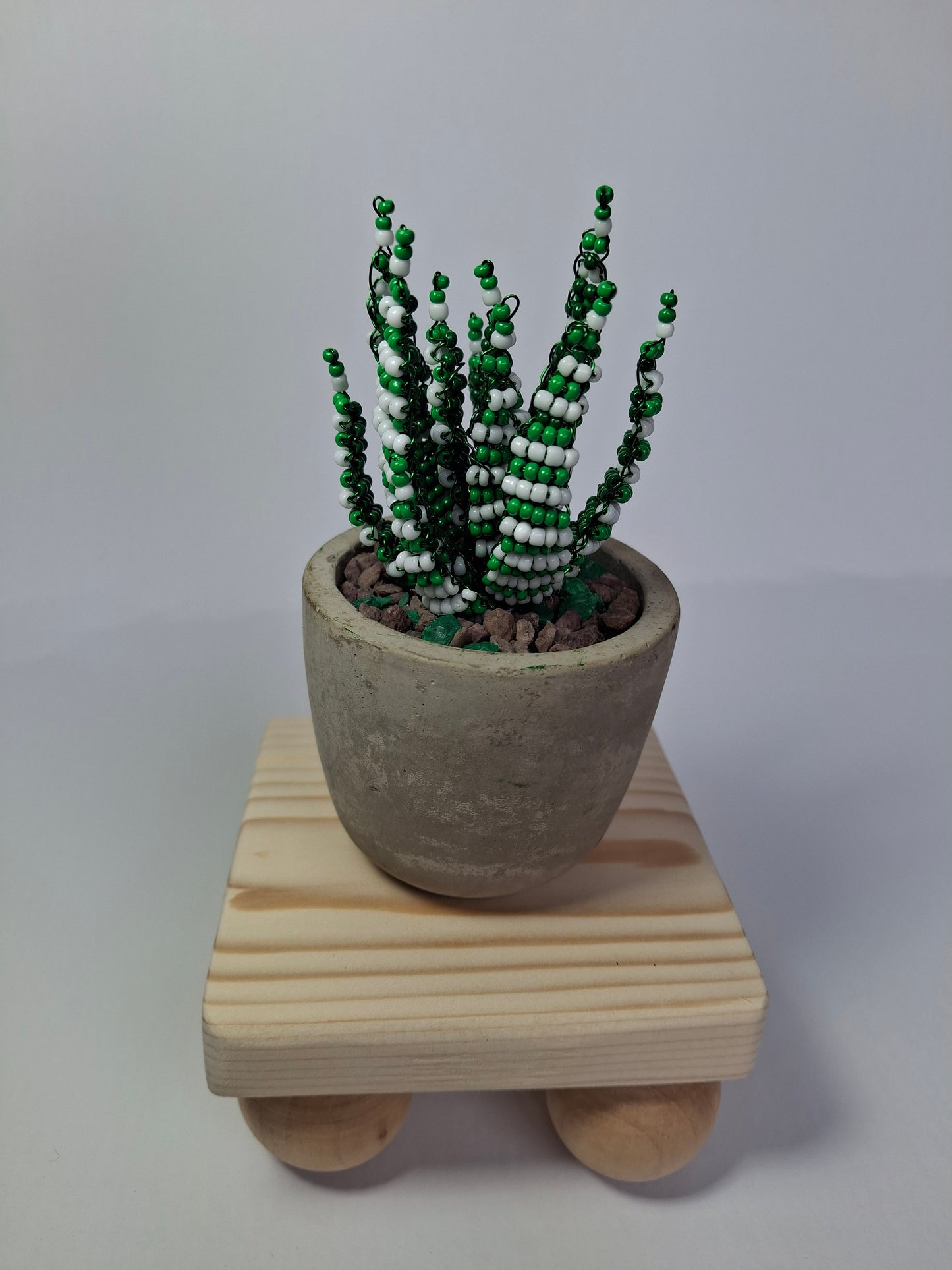 Haworthia (Zebra) Succulent