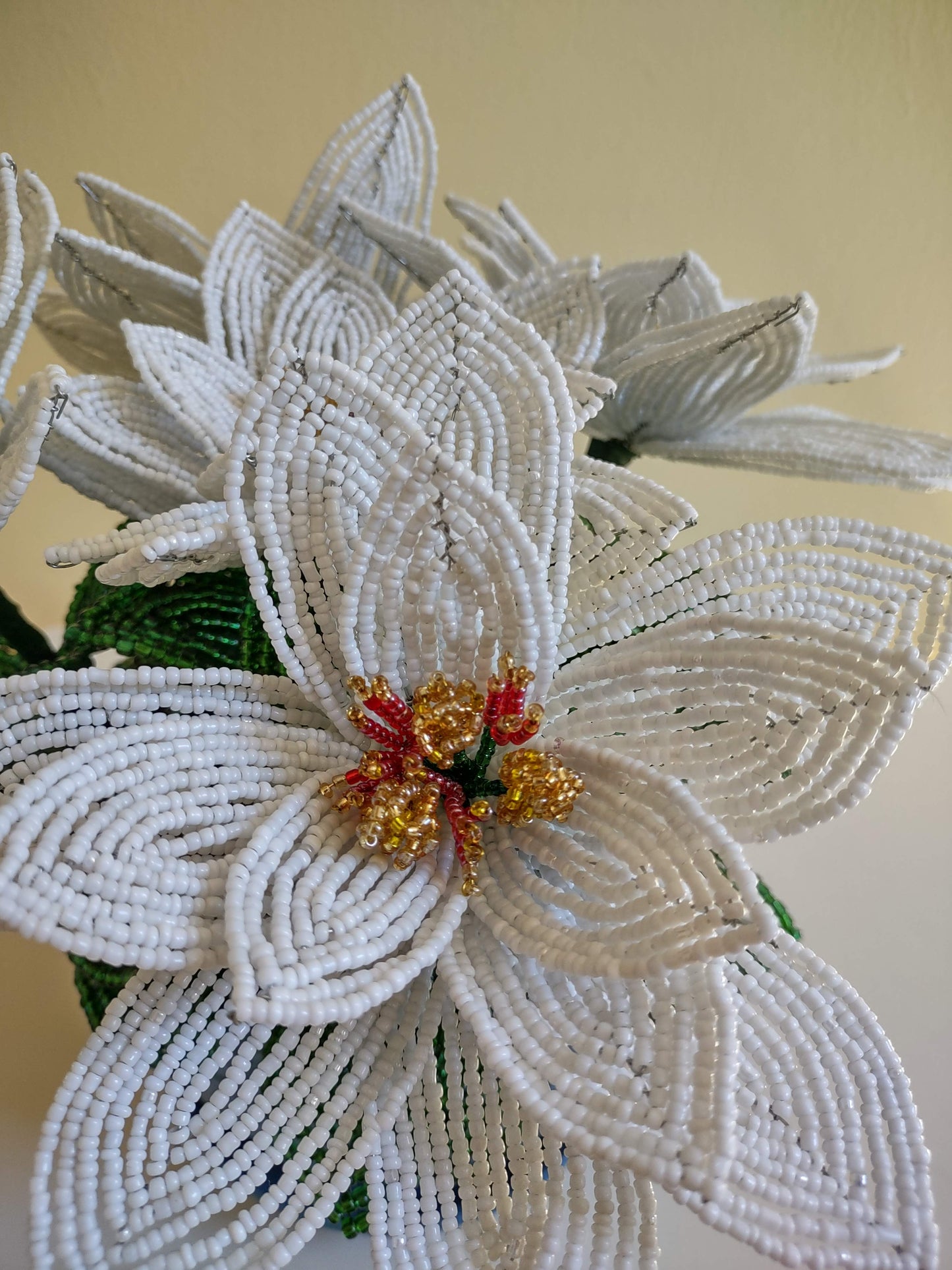 Large White Poinsettia