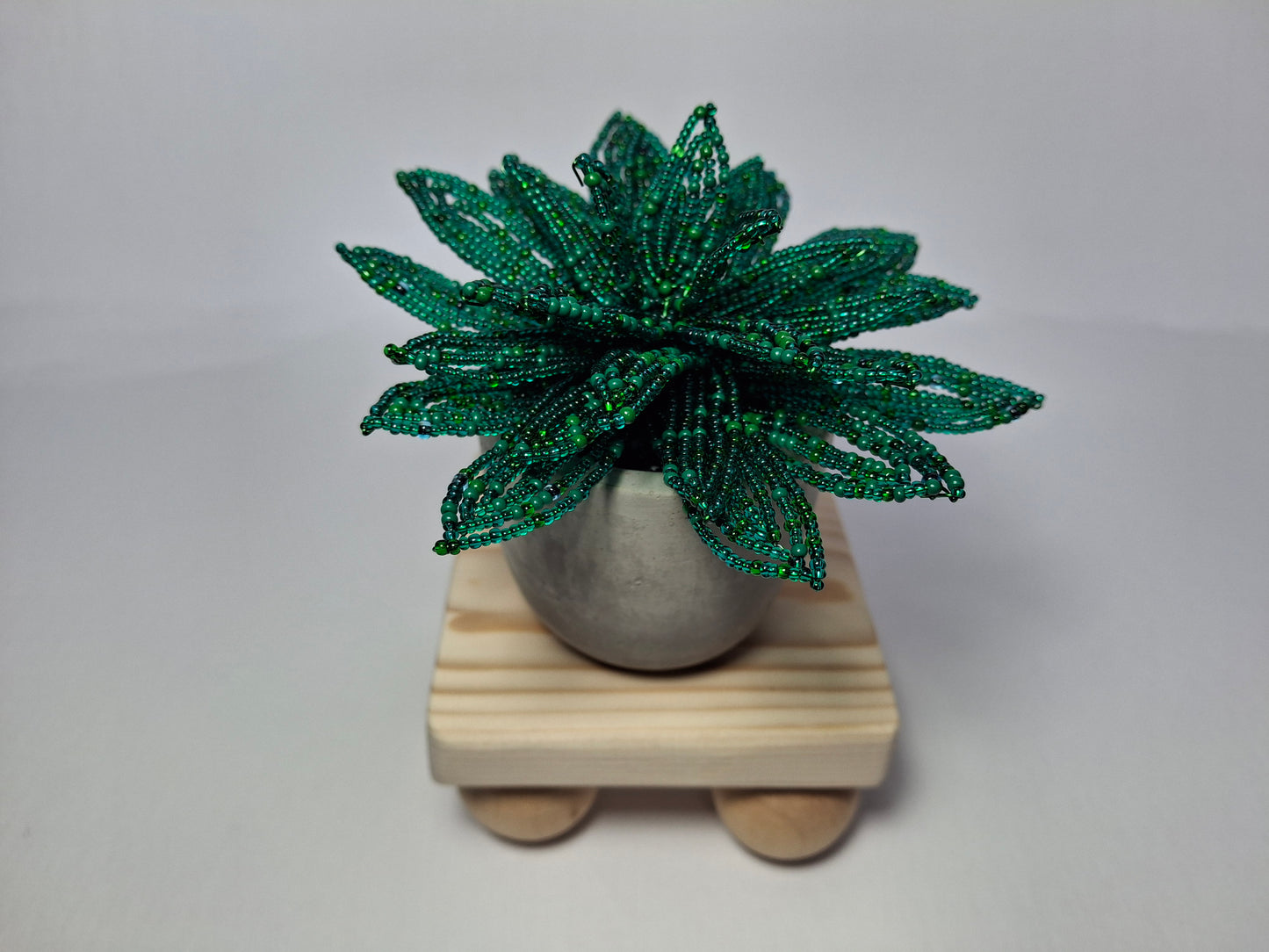 Echeveria-style Succulent