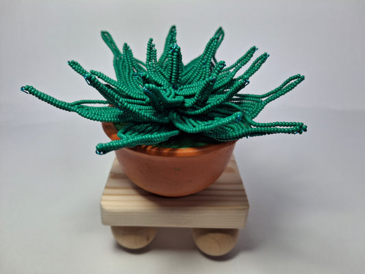 Sempervivum-style Succulent