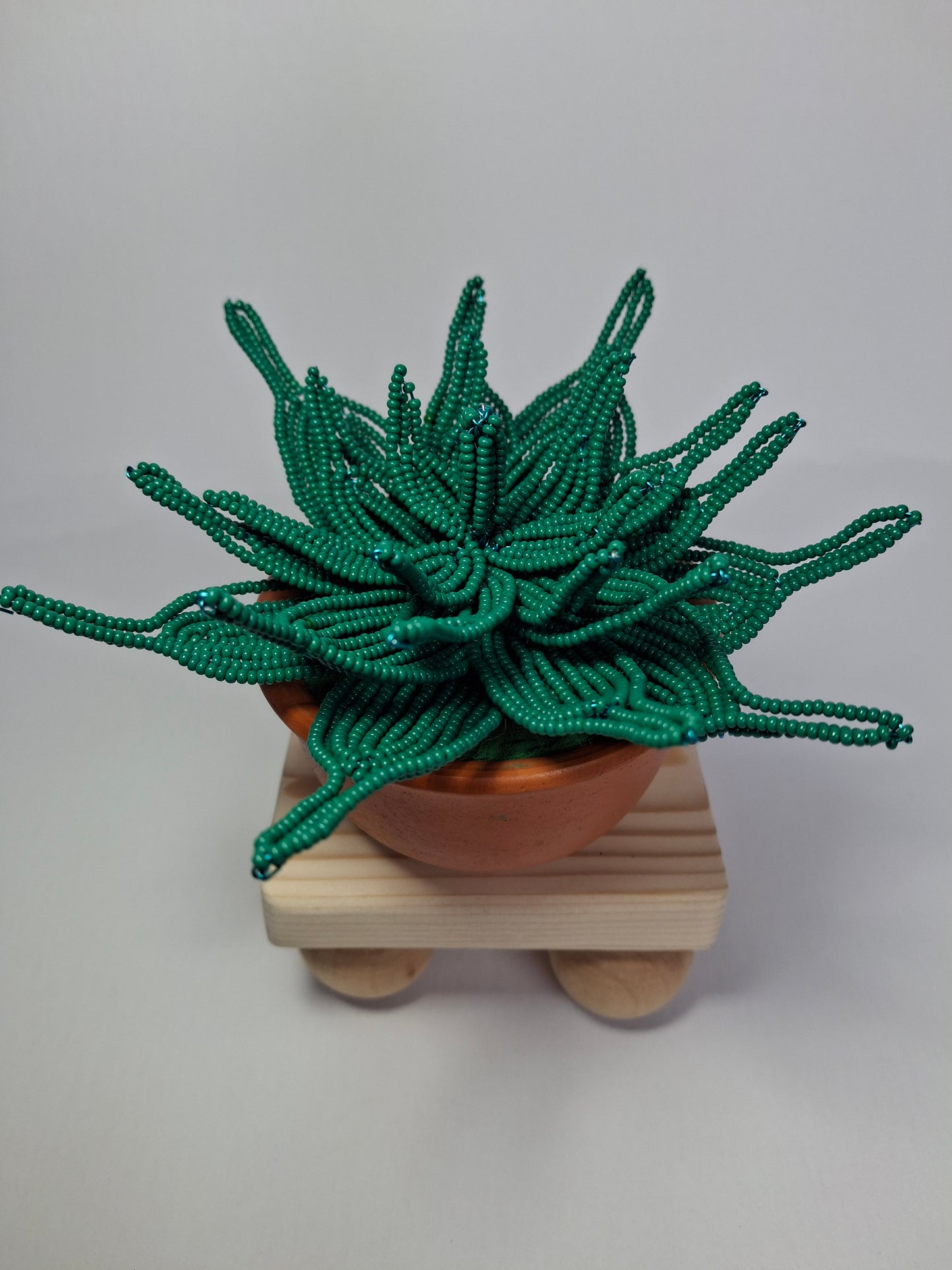 Sempervivum-style Succulent