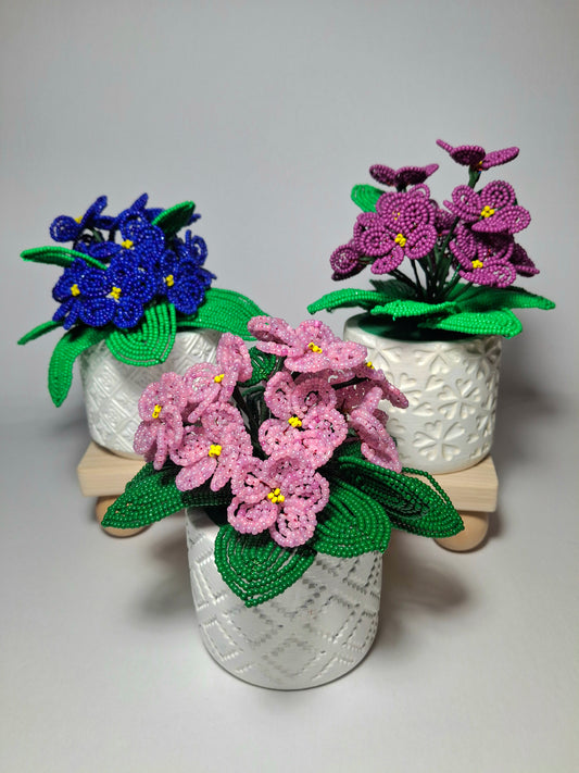Potted French-beaded Violets
