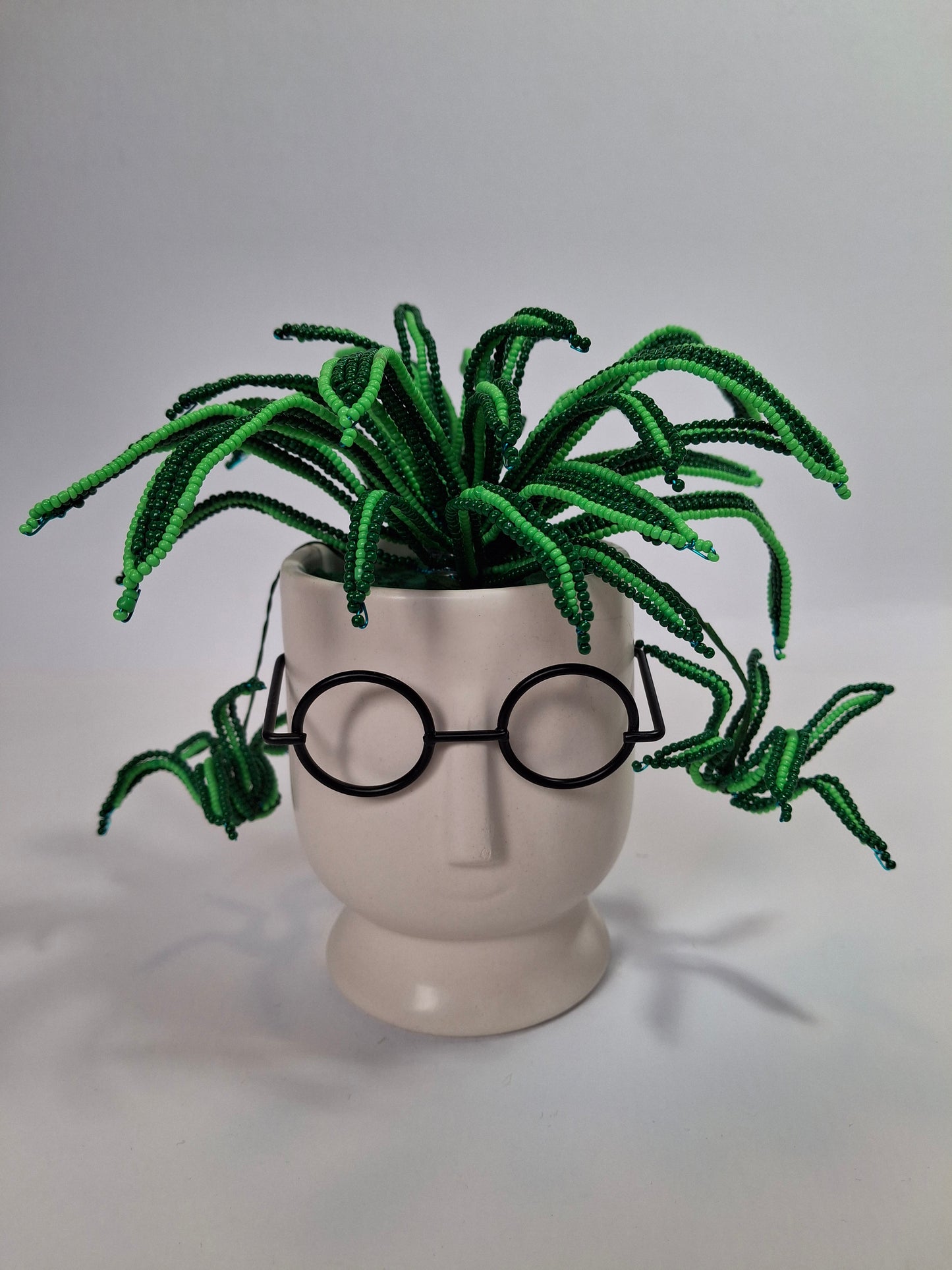 Spider Plant in Face Planter - Small