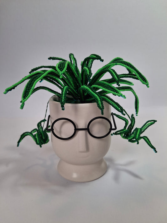 Spider Plant in Face Planter - Small