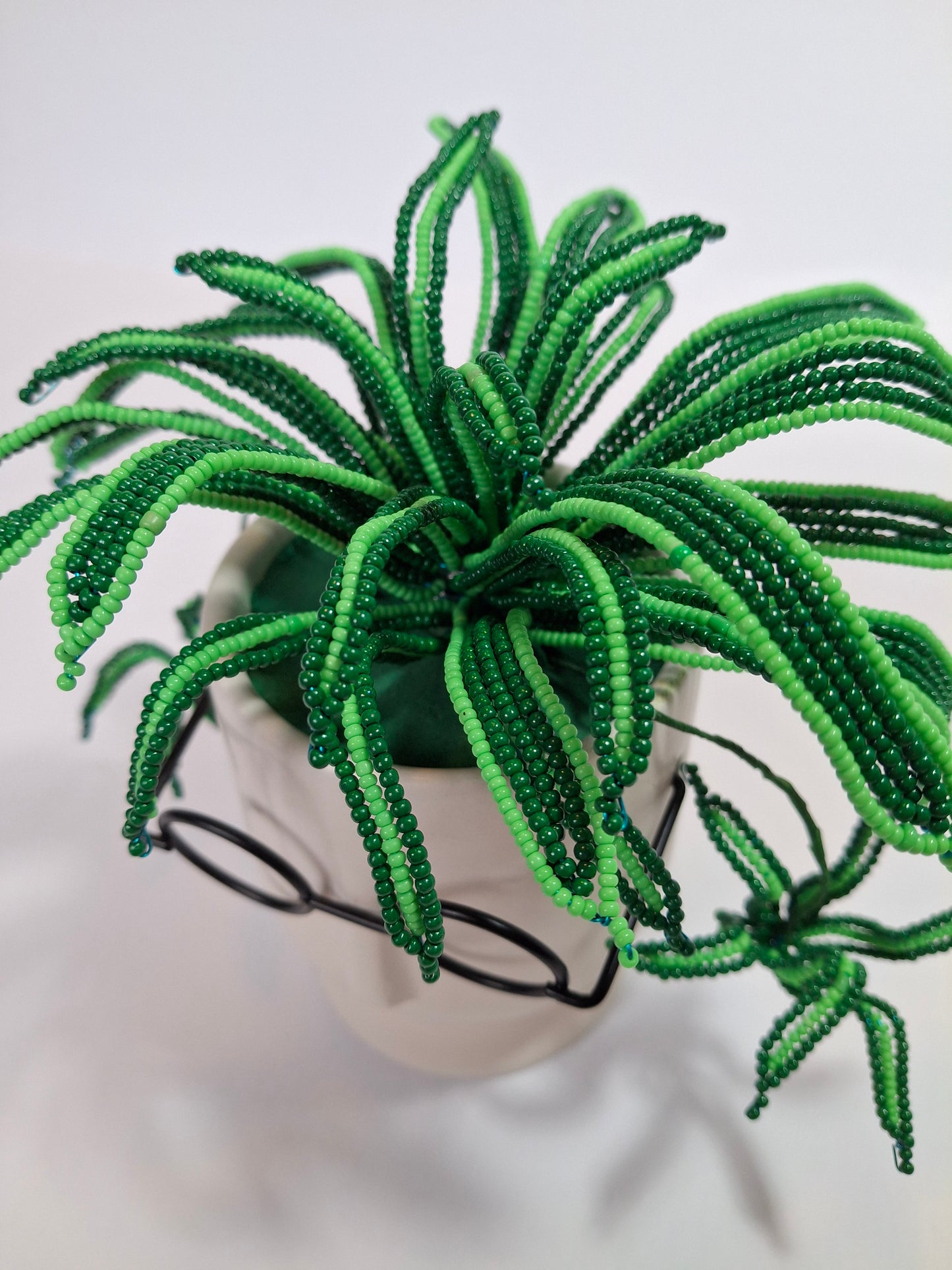 Spider Plant in Face Planter - Small