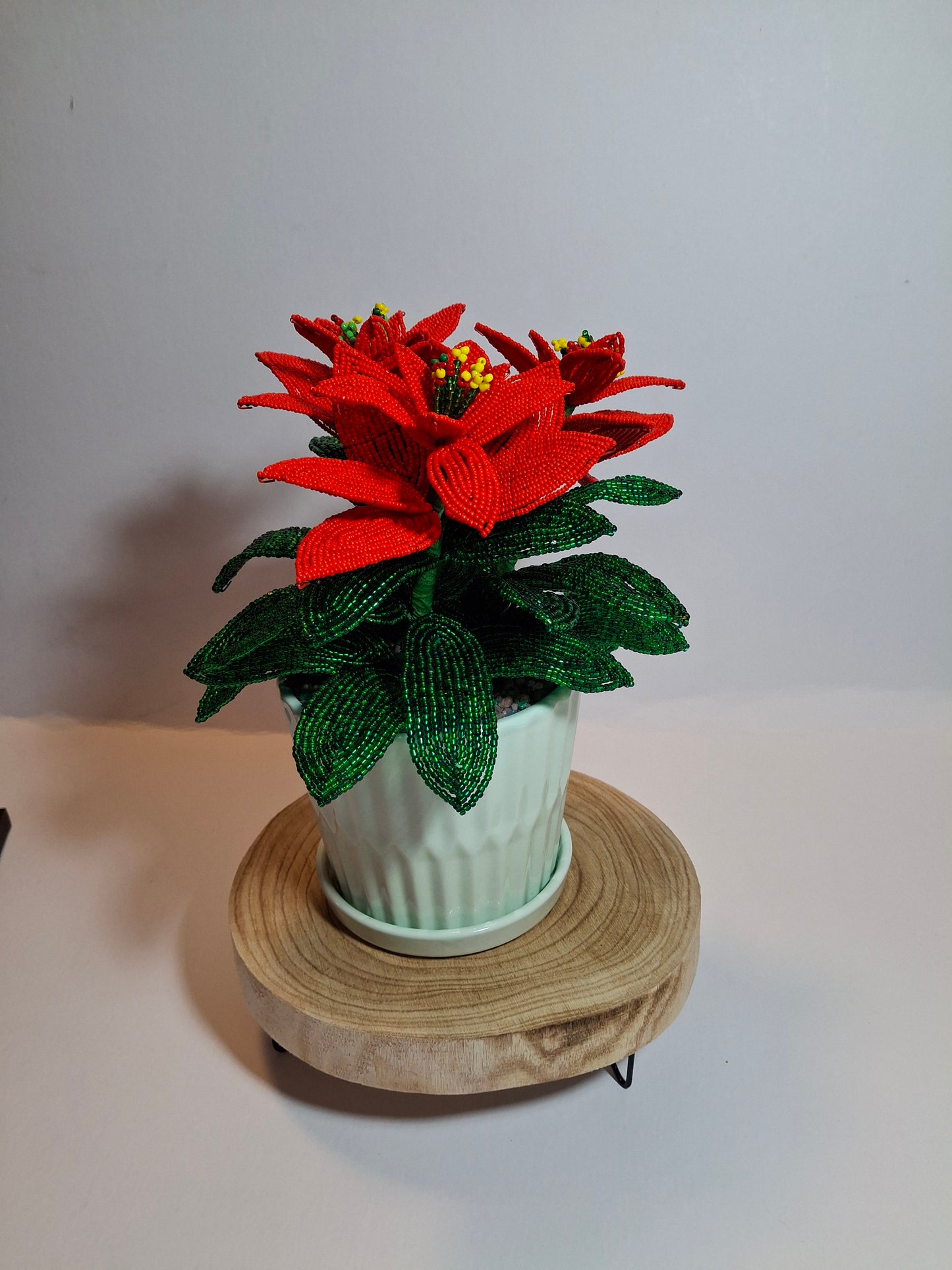 Poinsettia - Medium