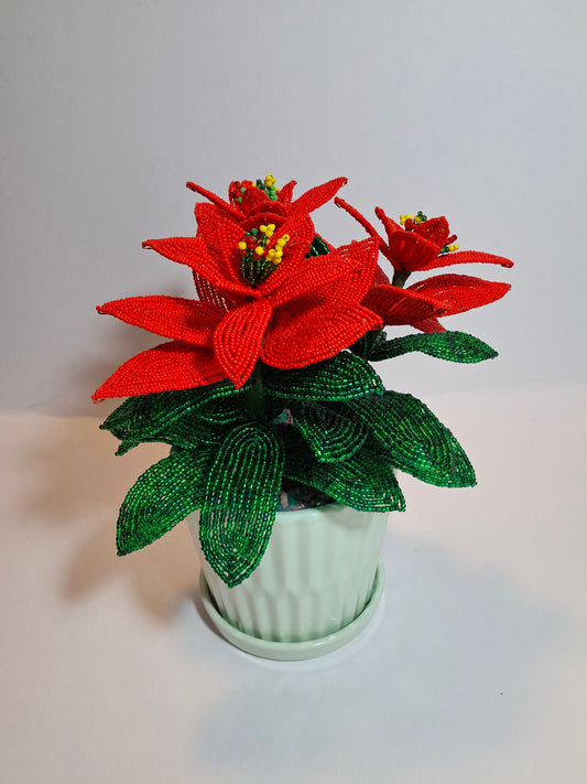 Poinsettia - Medium