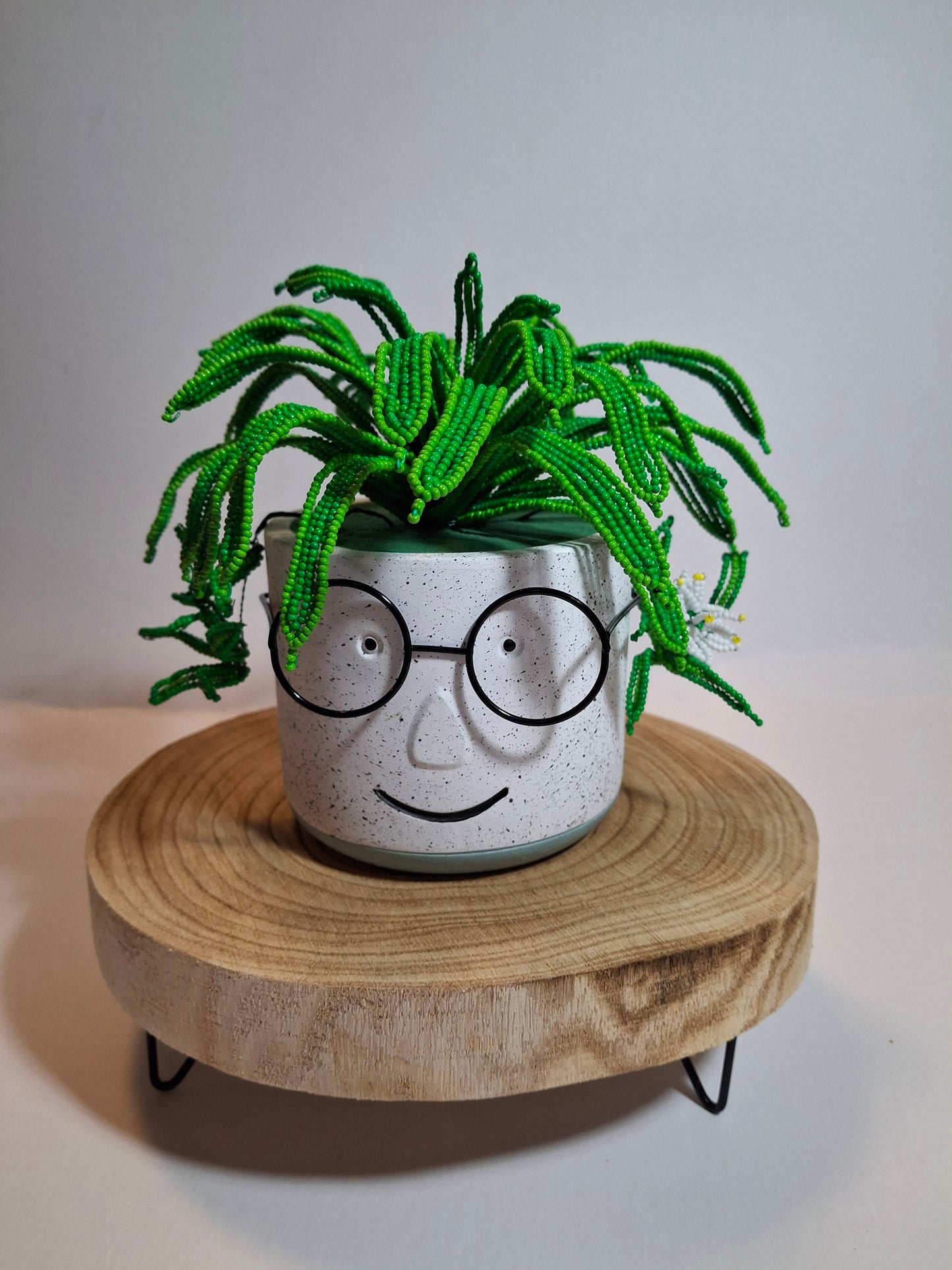 Spider Plant in Face Planter - Wide