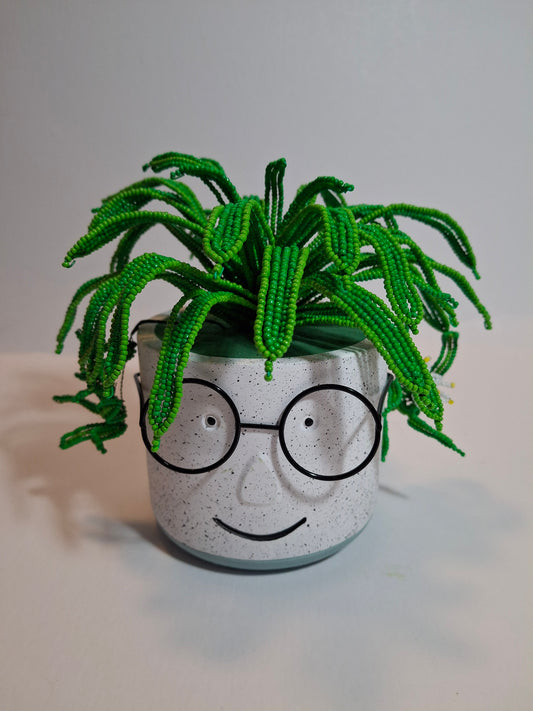 Spider Plant in Face Planter - Wide