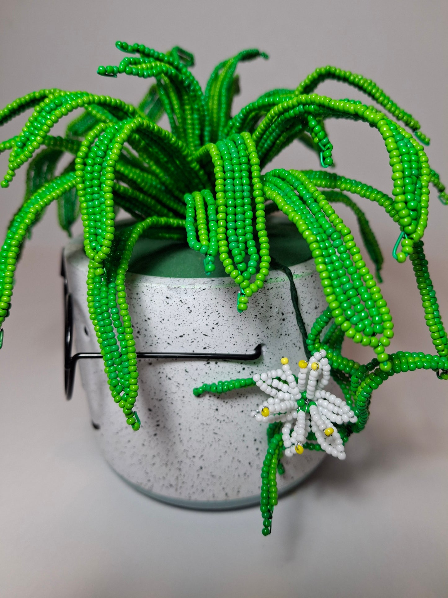 Spider Plant in Face Planter - Wide