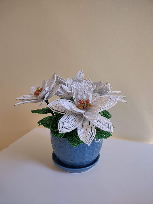 Large White Poinsettia